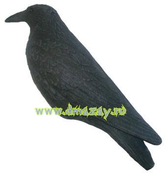 Чучело Ворона черная (Краснодар)